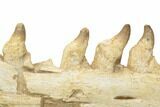Mosasaur Jaw With Twenty Teeth - Oulad Abdoun Basin, Morocco #195777-11